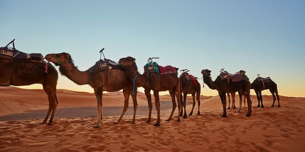 Camel Ride in Marrakech